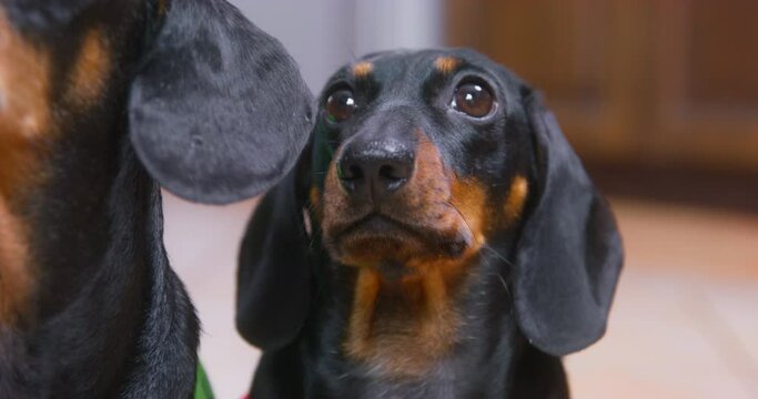 Portrait of cute dachshund puppy who is watching something closely or posing for the camera, and another dog is trying to brazenly get into the frame and ruin everything