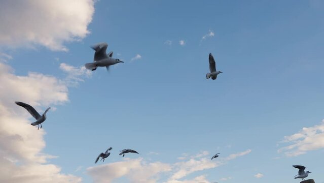 flock of seagulls flying in the sky slow motion
