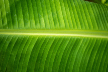 banana leaf banana leaf background image in nature