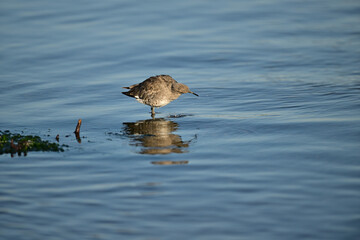 A Spotted Sandpiper catching a crab for lunch
