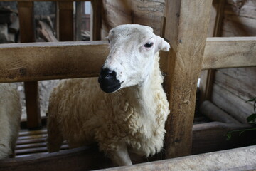 sheep photo for farm background