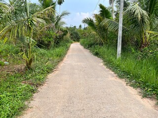 path in the park