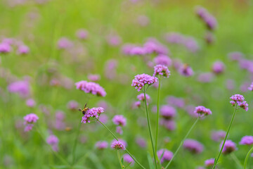 Honey bee pollinating pink purple flower in garden on blurred greenery background in garden with copy space using as background cover page concept.