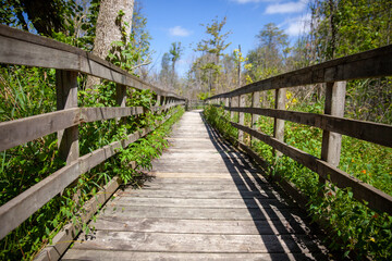 Fototapeta premium A boardwalk along a hiking path in a Provincial Park in Ontario, Canada.