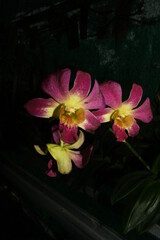 beauty plant photo with aesthetic background