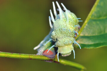 soursop tree caterpillar

