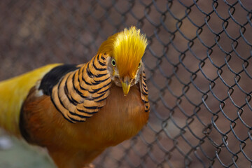  Yellow Golden Pheasant closeup image. The Yellow Golden, also known as the Ghigi's Golden, is a...