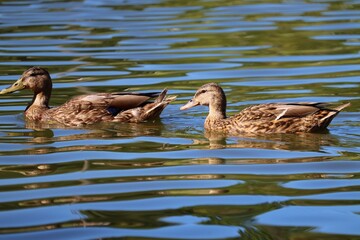 Two ducks in the water