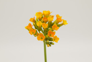Kalanchoe yellow flowering succulent on white background