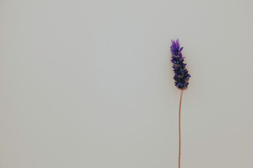 A single lavender flower stem on white background