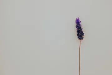 Foto op Canvas A single lavender flower stem on white background © Anele
