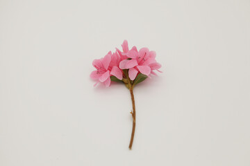 Pink azalea flower cutting rhododendron on white background