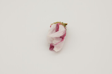 Fototapeta na wymiar Closed hibiscus heterophyllus on white background