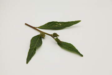 Fototapeta premium Closed flower buds on a stem with green leaves