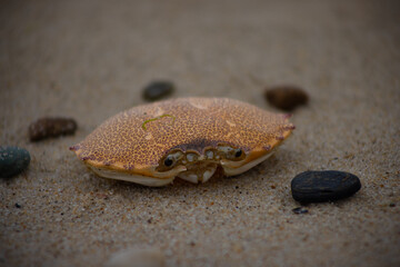 The empty shell of a Dungeness crab Surrounded By Pebbles on the Sand beach