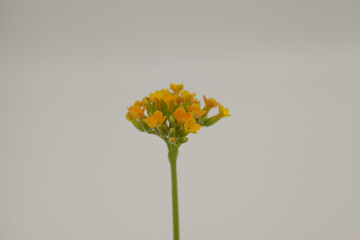 Kalanchoe yellow flowering succulent on white background
