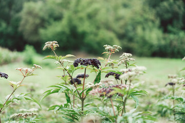 Clusters fruit black elderberry in garden. Sambucus nigra. Common names: elder, black elder,...