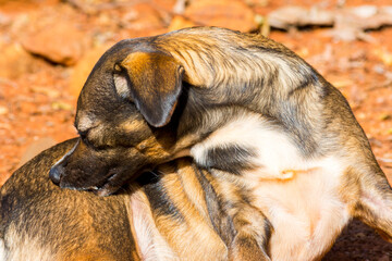 Docile dog on the farm on sunny day