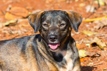 Docile dog on the farm on sunny day