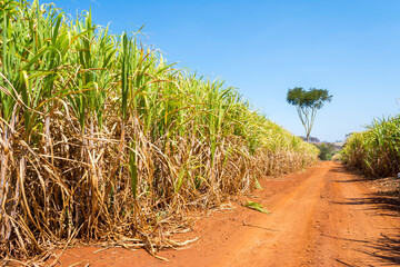 Sugarcane plantation on sunny day