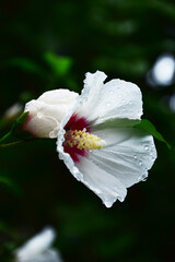 Obraz premium 雨に濡れる白いムクゲ