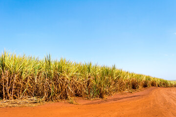 Sugarcane plantation on sunny day