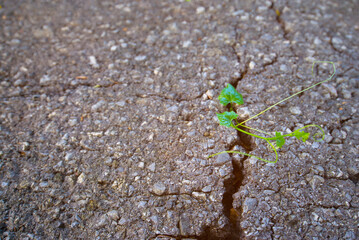 Green plants that are born and grow naturally in cracks on the surface of concrete.