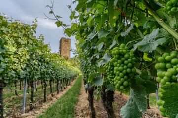 Fototapeta na wymiar Weißweinreben in einem Weinberg mit dem Turm einer Burg im Hintergrund