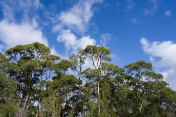 Trees and plants in a forest 