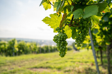 Weißweinreben mit viel copy space links