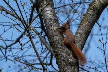 Eurasisches Eichhörnchen (Sciurus vulgaris) klettert mit Tannenzapfen im Maul durch das Astwerk