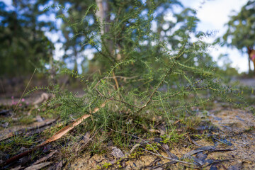 australian bush and nature in a national park
