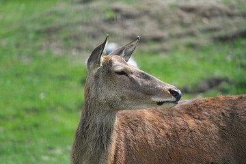 Obraz premium old macdonald's farm brentwood essex