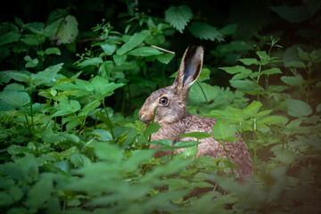 Feldhase (Lepus europaeus) im Unterholz des Waldes