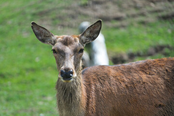 old macdonald's farm brentwood essex