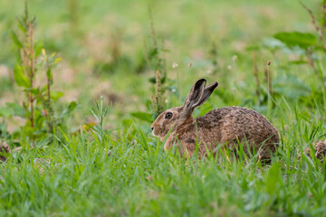 Feldhase (Lepus europaeus) in seinem natürlichen Lebensraum