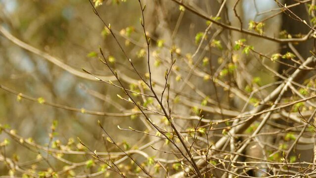 Golden crowned kinglet surviving cellular bandwidth at Algonquin Provincial Park