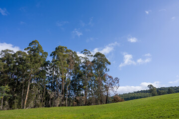 australian bush and nature in a national park