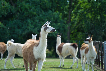 old macdonald's farm brentwood essex