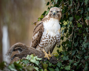 red tailed hunter