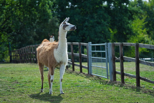 Old Macdonald's Farm Brentwood Essex