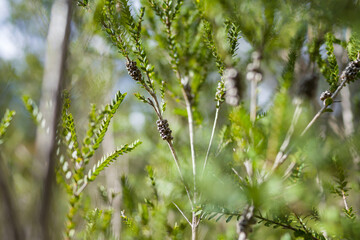 trees in the bush and forest 