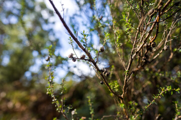 trees in the bush and forest 