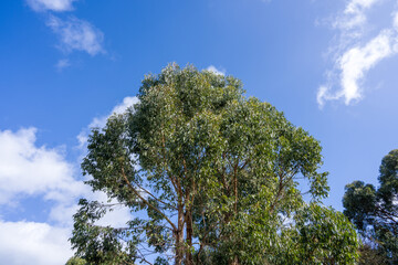 trees in the bush and forest 