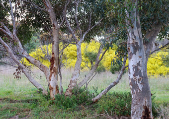eucalyptus trees and wattle in springtime in bushland