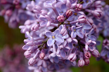 Shades of Violet Lilac Flowers