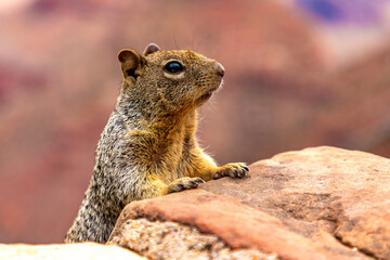 Squirrel at Grand Canyon