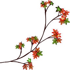 Maple leaf watercolour