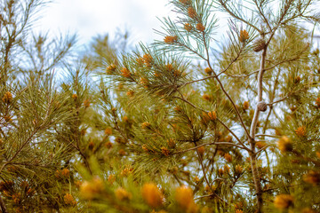 pine tree in autumn