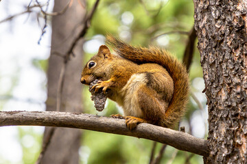 Naklejka na ściany i meble Red Squirrel in sunny day